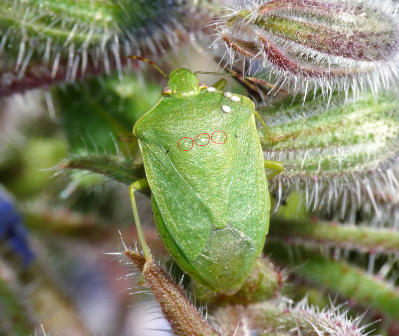 Pentatomidae: Nezara viridula parassitizzata di Livorno